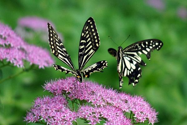 星空文化为企业注入文化自信