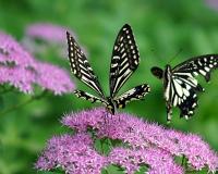 【25125】期双-色-球星图原始数据（提前7小时发布）